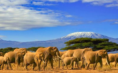 Tanzania Nature & Wildlife Tours – 3 Days & 2 Nights