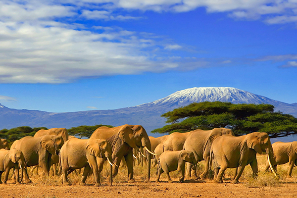 Tanzania Nature & Wildlife Tours – 3 Days & 2 Nights